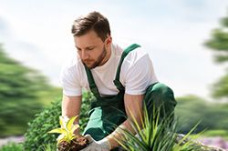 Озеленение и городское благоустройство, создание комфортной среды  в Саратове