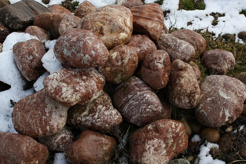 Kamenclub.ru: Розовый валунчик фр.100-300 мм.  купить в Саратове крупный природный камень розовый, серый молочный красный речной галечник природный 7850 руб/т   фото КАМЕНЬ КЛУБ