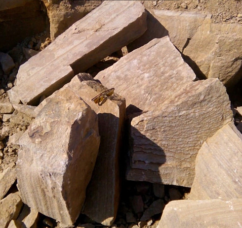 Kamenclub.ru: Песчаник пластушка желтый с рисунком (7-15 см)  купить в Саратове плитняк - пластушка - бут желтый песчаник 10200 руб/м3   фото КАМЕНЬ КЛУБ