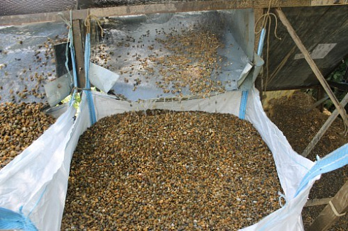 Kamenclub.ru: Галька окат (серо-желтая) фр.10-20 мм. купить  в Саратове галька серо-желтая, рыжая, серый речная окатанная округлая галька 5000 руб/т   фото КАМЕНЬ КЛУБ