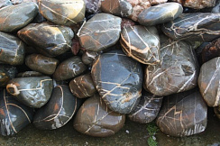 Kamenclub.ru: Валунчик Паутинник фр.100-300 мм  купить в Саратове крупный природный камень галечник темно-серый с прожилками белый черный речной валунчик 5000 руб/т   фото КАМЕНЬ КЛУБ