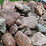Kamenclub.ru: Конгломераты фр. 300-1000 мм.  купить в Саратове кварц мрамор диабаз коричневый, серый зеленоватый речной валун крупный 6500 руб/т   фото КАМЕНЬ КЛУБ
