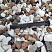 Kamenclub.ru: Мраморная крошка (щебень крошка микс : белый-черный-розовый) фр. 20-40 мм.  купить в Саратове мрамор белый, черный, розовый декоративная ландшафтная крошка 12000 руб/т   фото КАМЕНЬ КЛУБ