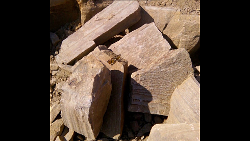 Kamenclub.ru: Песчаник пластушка желтый с рисунком (4-6 см)  купить в Саратове плитняк пластушка желтый с рисунком песчаник 9 000 руб/м3   фото КАМЕНЬ КЛУБ