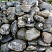 Kamenclub.ru: Валунчик Паутинник фр.100-300 мм  купить в Саратове крупный природный камень галечник темно-серый с прожилками белый черный речной валунчик 5000 руб/т   фото КАМЕНЬ КЛУБ