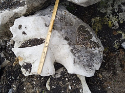 Kamenclub.ru: Выветренный известняк со мхом фр. 100-500 мм.  купить в Саратове известняк серый белый зеленый валун известняковый крупный 10000 руб/т   фото КАМЕНЬ КЛУБ