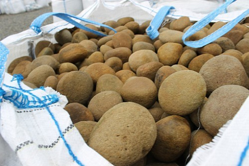 Kamenclub.ru: Песчаник ядра, фр. 100-300 мм  купить в Саратове песчаник бежевый серый рыжий речная галька 5 000 руб/т   фото КАМЕНЬ КЛУБ