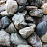 Kamenclub.ru: Речной валун Кабанчик фр.300-500 мм.  купить в Саратове крупный природный камень галька серый, темно-серый речной валун галечник масштабный 7000 руб/т   фото КАМЕНЬ КЛУБ