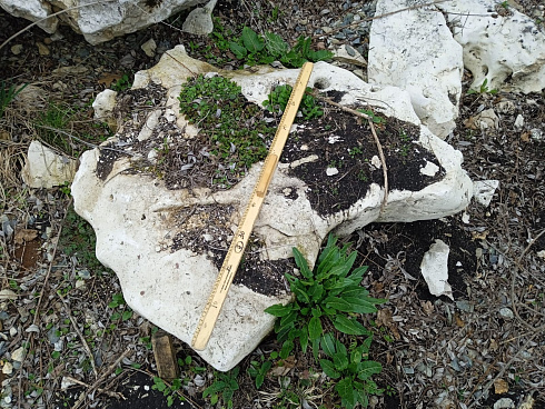 Kamenclub.ru: Выветренный известняк со мхом фр. 100-500 мм.  купить в Саратове известняк серый белый зеленый валун известняковый крупный 10000 руб/т   фото КАМЕНЬ КЛУБ