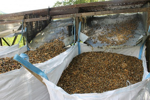 Kamenclub.ru: Галька окат (серо-желтая) фр.10-20 мм. купить  в Саратове галька серо-желтая, рыжая, серый речная окатанная округлая галька 5000 руб/т   фото КАМЕНЬ КЛУБ