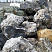Kamenclub.ru: Черный гранит - кварцит фр. 100-500 мм.  купить в Саратове мрамор гранит черный с белыми прожилками, серый, белый валун скальный колотый 7000 руб/т   фото КАМЕНЬ КЛУБ