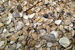 Морская ракушка фр. 5-20 мм  купить в Саратове фото Камень Клуб